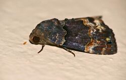 Erebid moth (Dinumma combusta) (23614817450).jpg