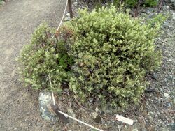 Eriogonum ternatum - University of California Botanical Garden - DSC09038.JPG