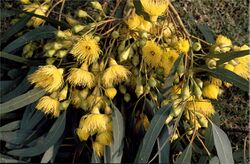 Eucalyptus petiolaris yellow flowers.jpg