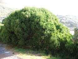 Euclea racemosa - Sea Guarrie hedge - Cape Town 2.JPG
