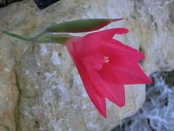 Gladiolus carmineus.JPG