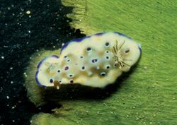 Goniobranchus tennentanus, Madagascar.jpg