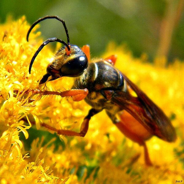 File:Great Golden Digger Wasp (Sphex ichneumoneus) (8155898363).jpg