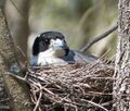 Grey Butcherbird. Cracticus torquatus on nest (15829469162).jpg