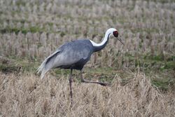 Grus vipio -Kyushu, Japan-8.jpg