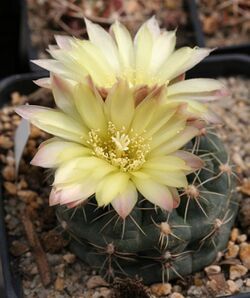 Gymnocalycium andreae.jpg