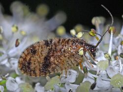 Hemerobiidae - Megalomus hirtus.jpg