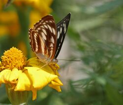 Himalayan Sergeant (Athyma opalina) at Jayanti, Duars, West Bengal W Picture 268.jpg