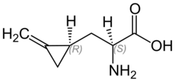 Hypoglycin Structural Formula V.1.svg