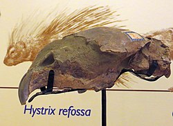 Hystrix refossa skull 2.jpg