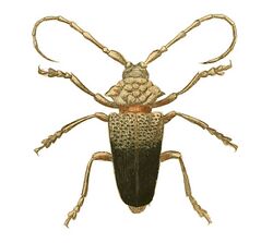 Illustrations of Exotic Entomology Cerambyx Virens.jpg