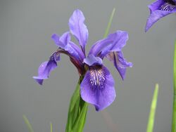 Iris bulleyana.jpg
