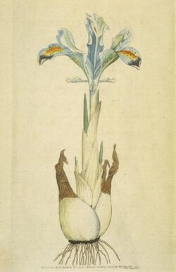 Iris persica (Sowerby).jpg