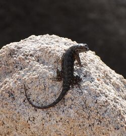 Joshua Tree National Park - Great Basin fence lizard - 07.JPG