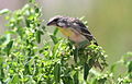 Lemon-breasted canary, Crithagra citrinipectus, near Pafuri in Kruger National Park, South Africa (26265068286).jpg