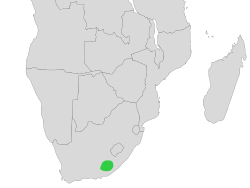 Leptotyphlops conjunctus Distribution Map.svg