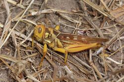 Locust (Kraussaria angulifera) Senegal.jpg