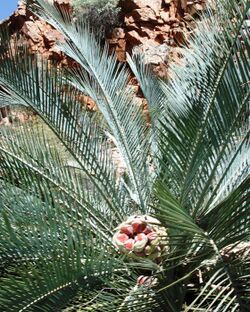 Macrozamia macdonnellii.JPG