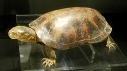 Mauremys mutica kami Stuffed specimen.jpg