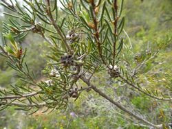 Melaleuca holosericea (fruits).JPG