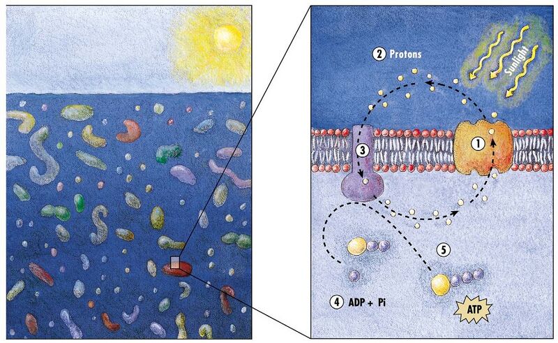 File:Model of the energy generating mechanism in marine bacteria.jpg