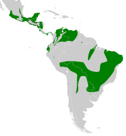 Myiopagis viridicata map.svg