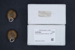 Naturalis Biodiversity Center - RMNH.MOL.274672 1 - Corilla odontophora (Benson, 1865) - Corillidae - Mollusc shell.jpeg