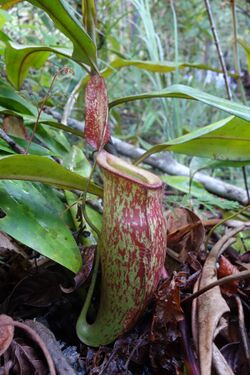 Nepenthes ampullaria x mirabilis.jpg