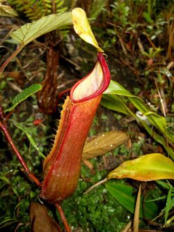 Nepenthes tobaica lower pitcher.jpg