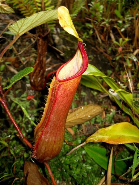 File:Nepenthes tobaica lower pitcher.jpg