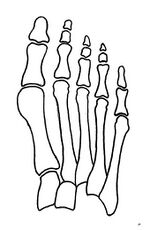 Normal foot skeleton