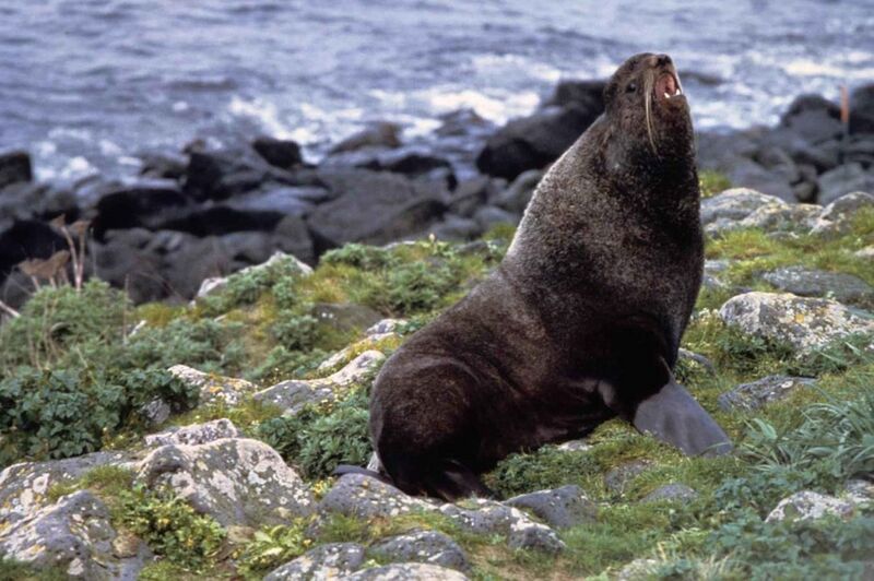 File:Northern fur seal callorhinus ursinus.jpg
