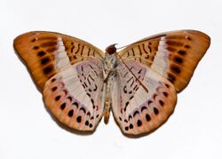 Ntymphalidae - Tanaecia amisa.JPG
