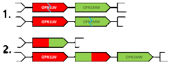 OPN-recombination-chimeras.gif