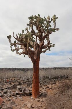 Opuntia echios, Santa Fe Island 02.jpg