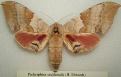 Pachysphinx occidentalis sjh.JPG