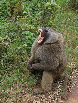Male baboon sitting on the side of a road. He is looking to the camera's left and has his mouth fully open, showing his large canines.