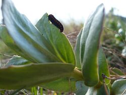 Parnassius apollo larva.jpg
