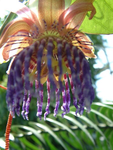 File:Passiflora quadrangularis (2944484362).jpg