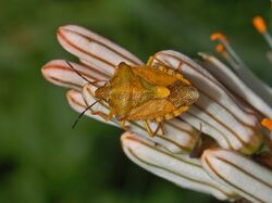 Pentatomidae - Carpocoris purpureipennis-1.JPG