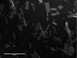 Peptoid Nanosheets, fluorescent microscopy, June 2013.jpg