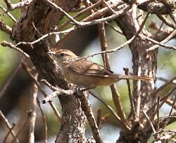 Phacellodomus rufifrons - Rufous-fronted thornbird.JPG