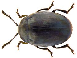Phaedon armoraciae (Linné, 1758) (5277922338) (2).jpg