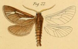 Pl.2-22-Gorpodis zellerii Dewitz, 1881.JPG