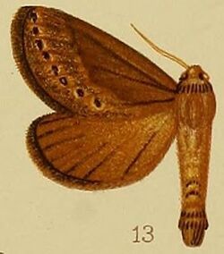 Pl.41-fig.13-Eudalaca stictigrapha (Hampson, 1910) (Dalaca).JPG