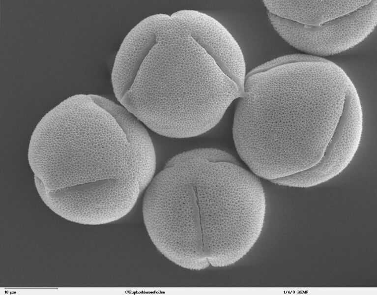 File:Pollen Ricinus communis sanguineus.jpg