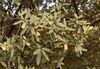 Quercus grisea 00b (homeredwardprice).jpg
