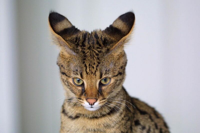 File:Savannah Cat closeup.jpg