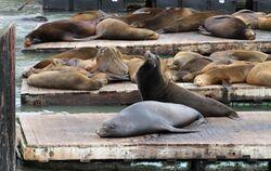 Photo of sea lions crowded together on dock