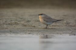 Small pratincole in Gajoldoba Wetlands.jpg